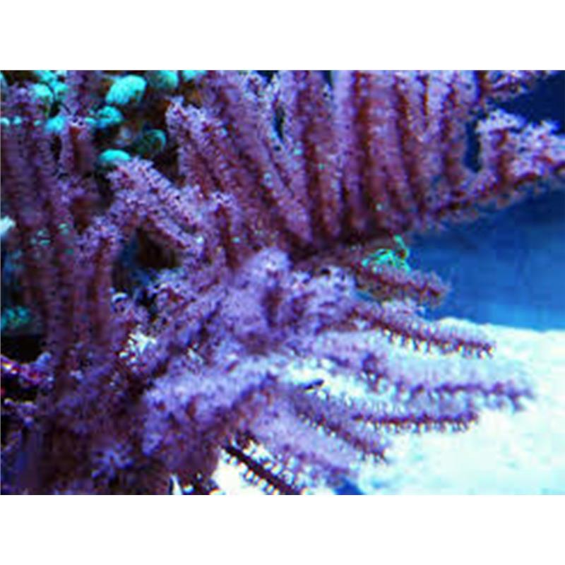 Pinnigorgia / sp. -Frag - imagine 4